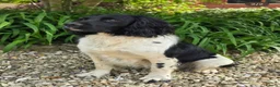 English Springer Spaniel dogs for sale: Beautiful Springer Spaniel Puppies For Sale  - Advert 17