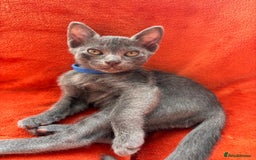 Korat cats for sale: Korat Kittens - Image 13