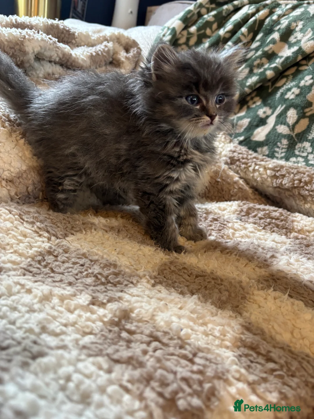 Ragdoll cats for sale: 4 bundles of Ragdoll x joy - Advert 31