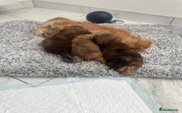 Shihpoo dogs for sale: Shih-Poo Puppies  - Image 4