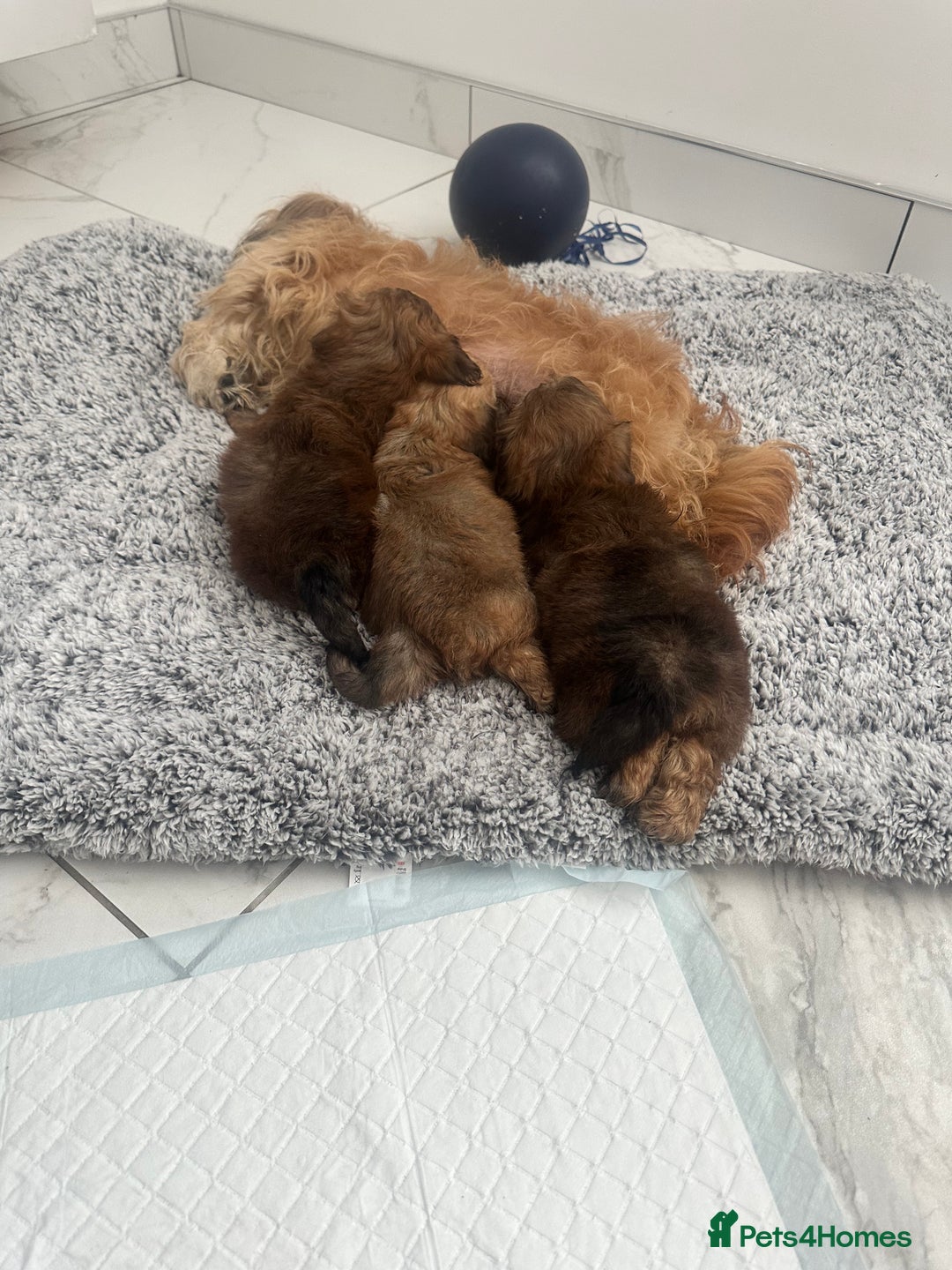 Shihpoo dogs for sale: Shih-Poo Puppies  - Image 4