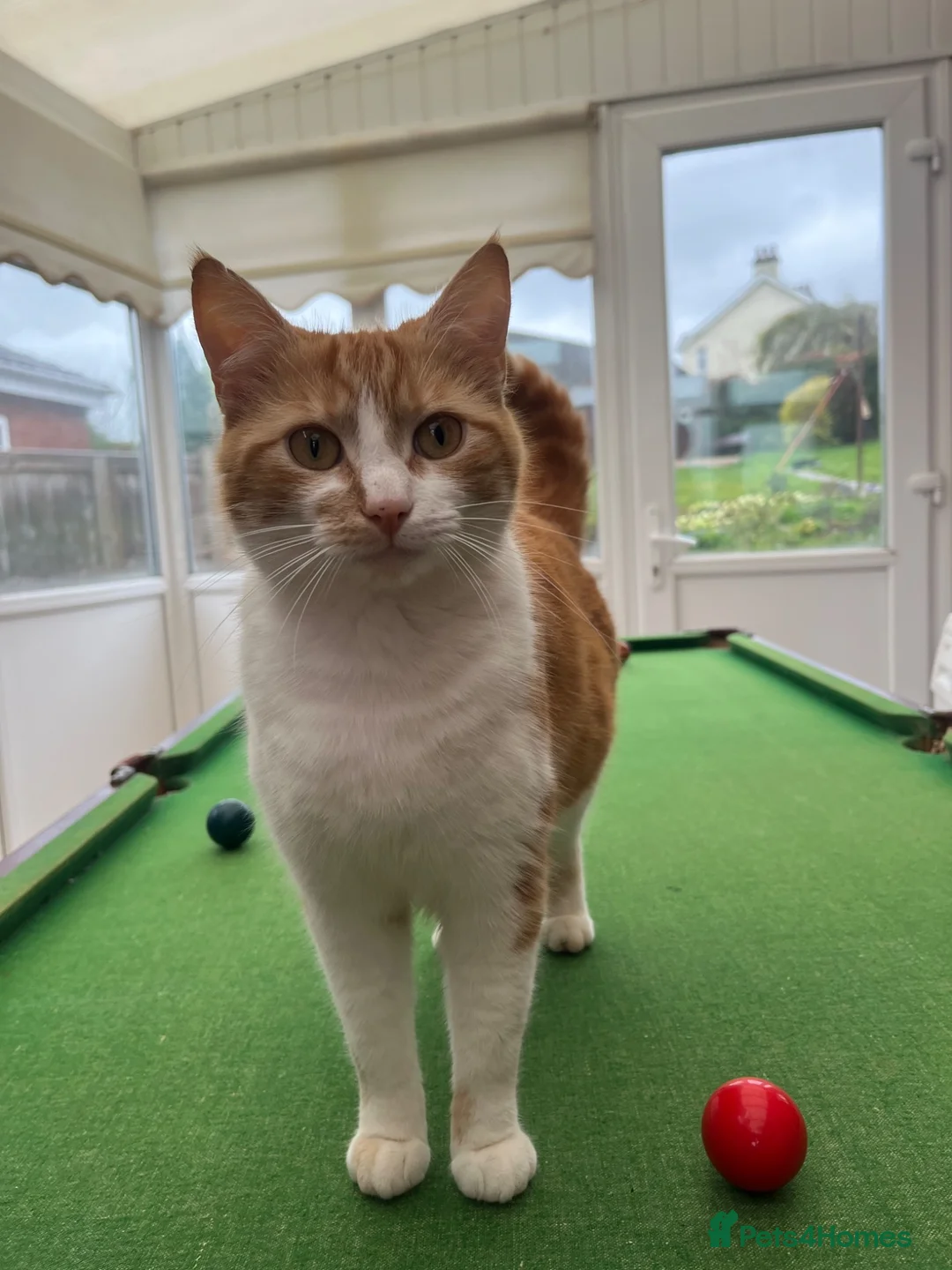 Mixed Breed cats for sale: Male ginger and white kitten - Advert 2