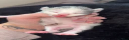 Ragdoll cats for sale: Ragdoll x Norwegian forest kittens - Advert 12