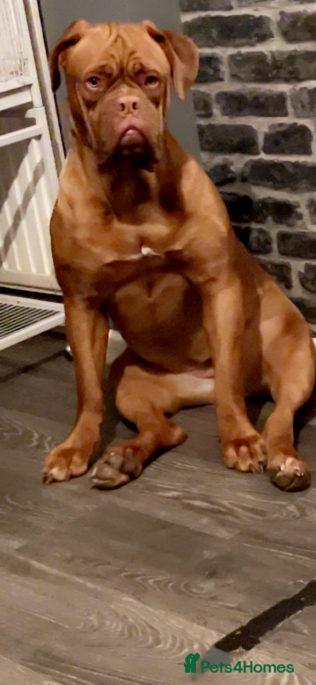 Mixed Breed dogs for sale: Adorable big chunky puppies - Advert 1