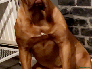 Mixed Breed dogs Adorable big chunky puppies - Advert 1