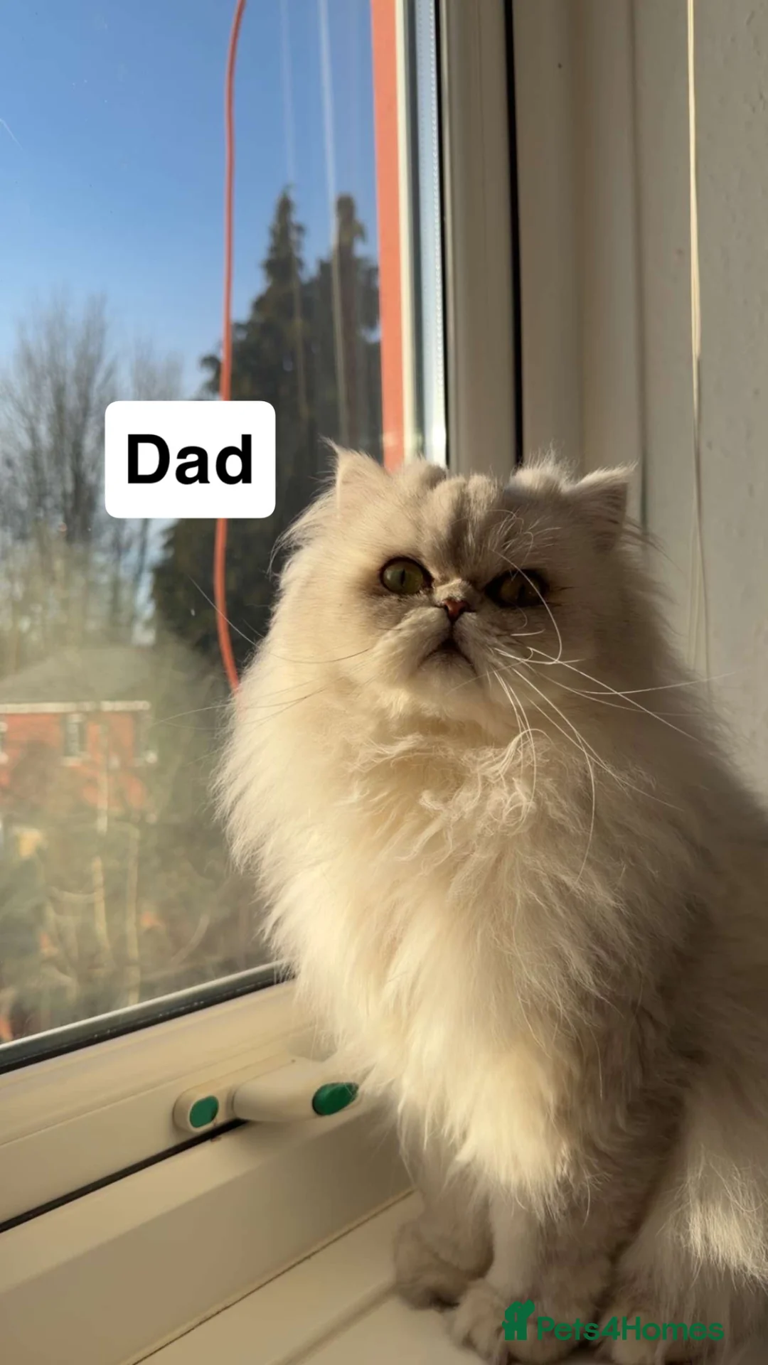 Mixed Breed cats for sale: Adorable 2 Female Kittens 1Year&7Months - Advert 2