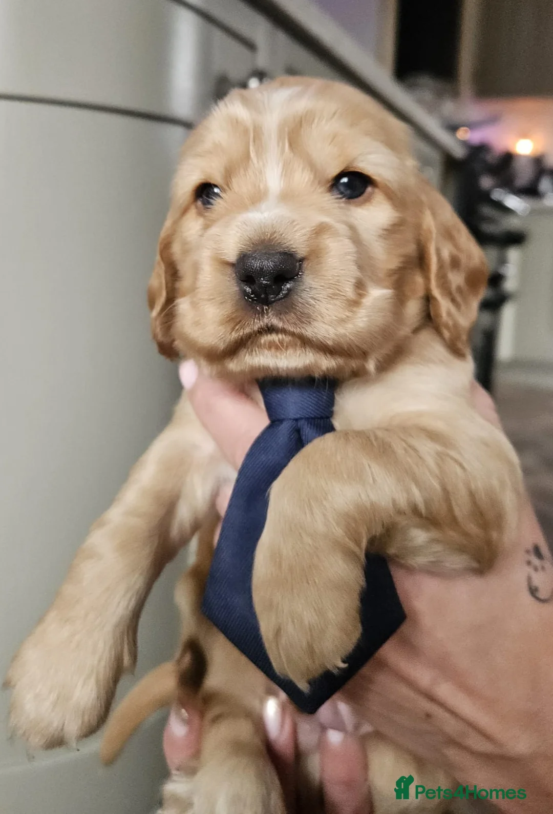 Cocker Spaniel dogs for sale: Show type Simbawood Cocker spaniel puppies  - Advert 3