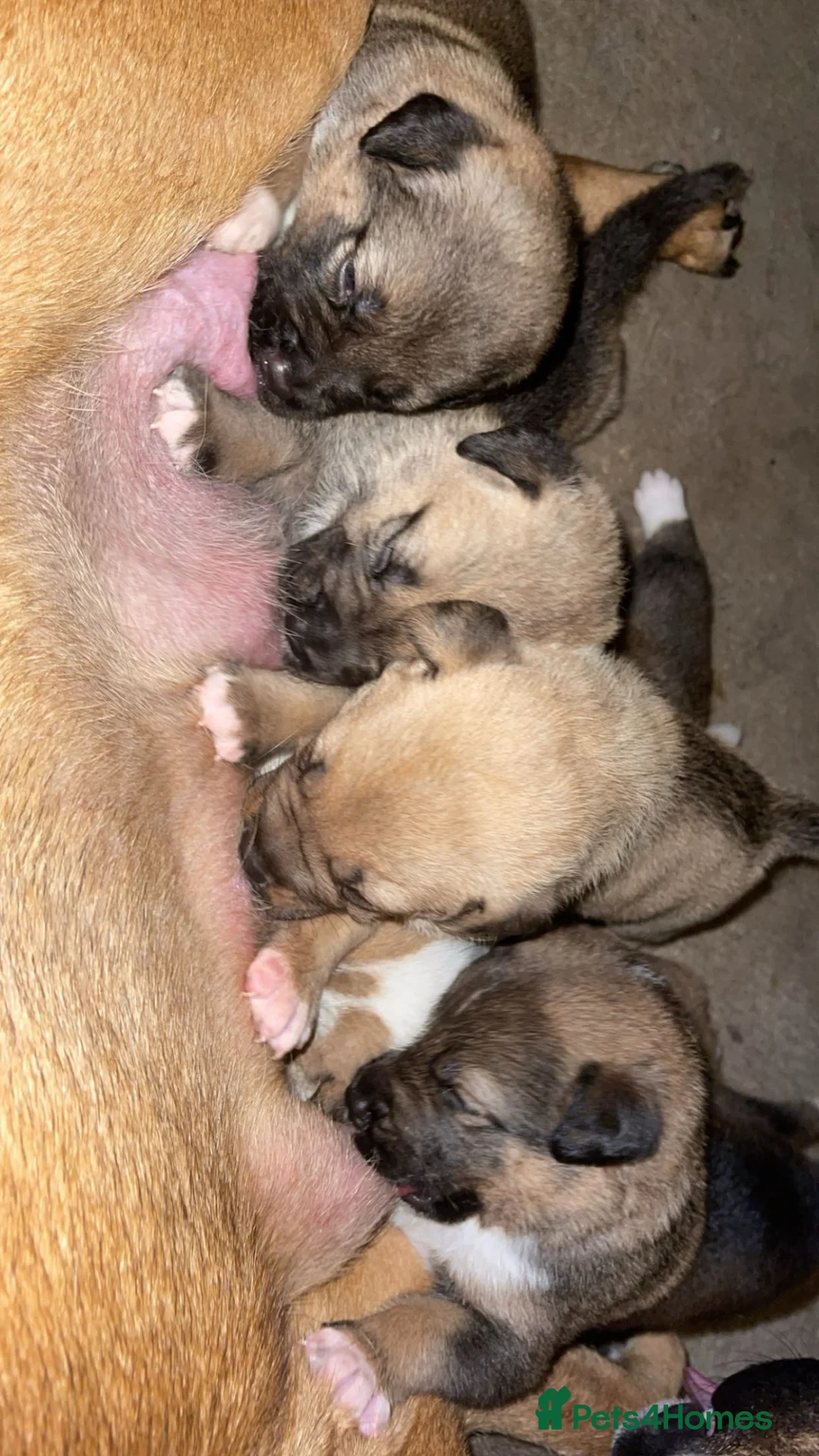 Mixed Breed dogs for sale: RDY 8 CaneCorso x Bullmastiff x BorderCollie Pups - Advert 2