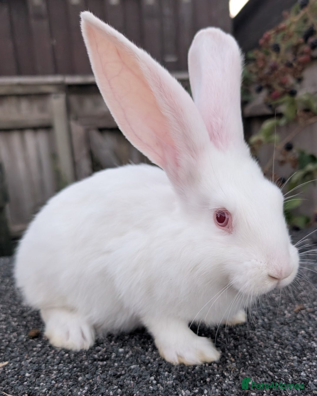 French Lop rabbits for sale: RESERVED Beautiful French Lop Cross Giant Bunnies - Image 2