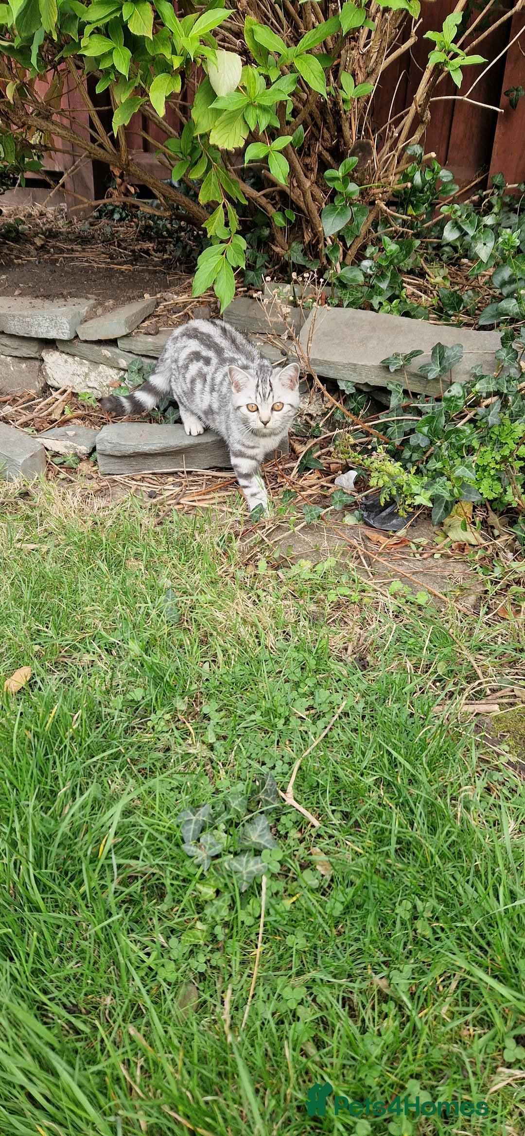British Shorthair cats for sale: Lovely  British short hair kittens  - Image 22