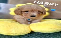 Mixed Breed dogs for sale: Maltipoo puppies  - Image 19