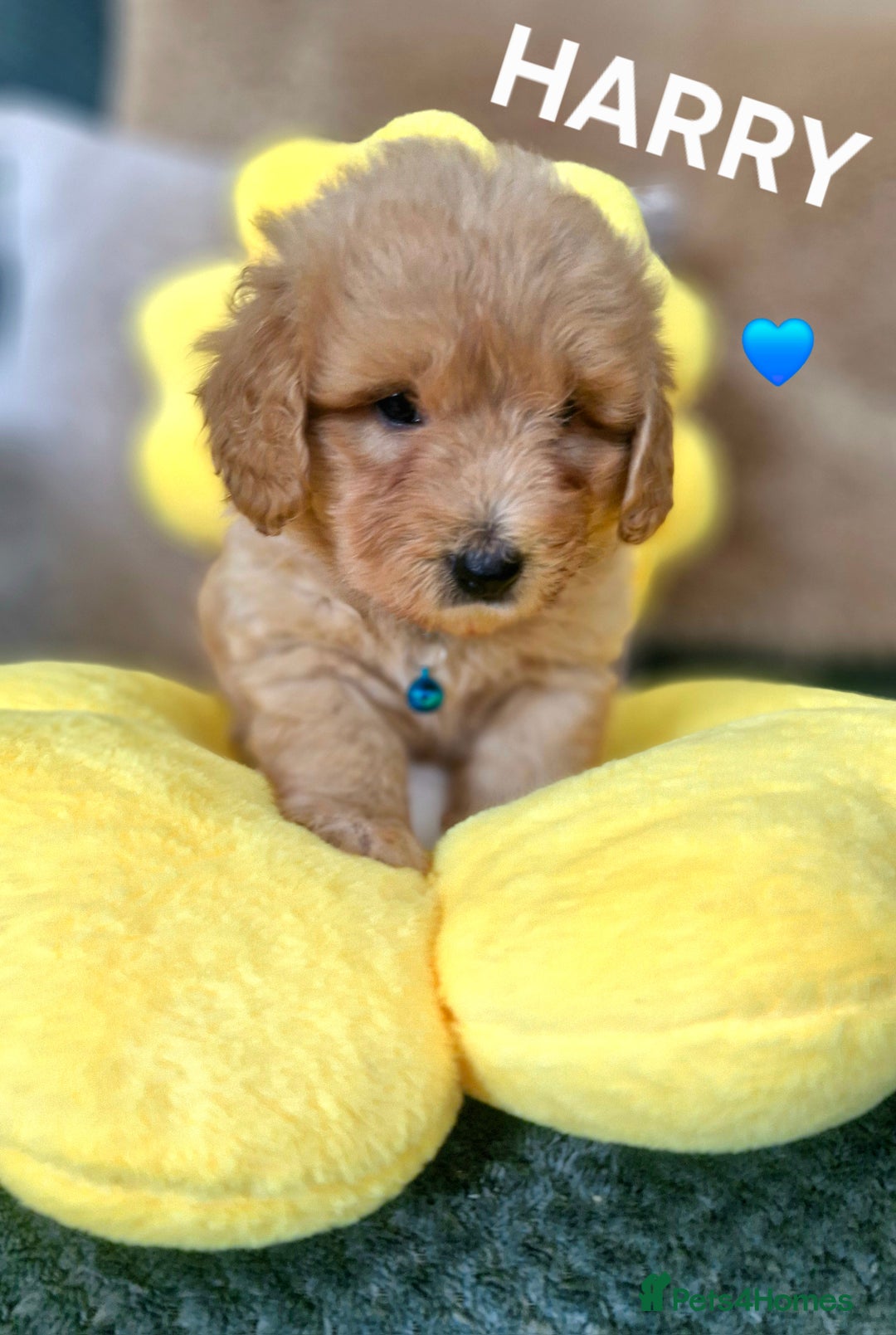 Mixed Breed dogs for sale: Maltipoo puppies  - Image 19