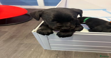 Labrador Retriever dogs - Advert 12