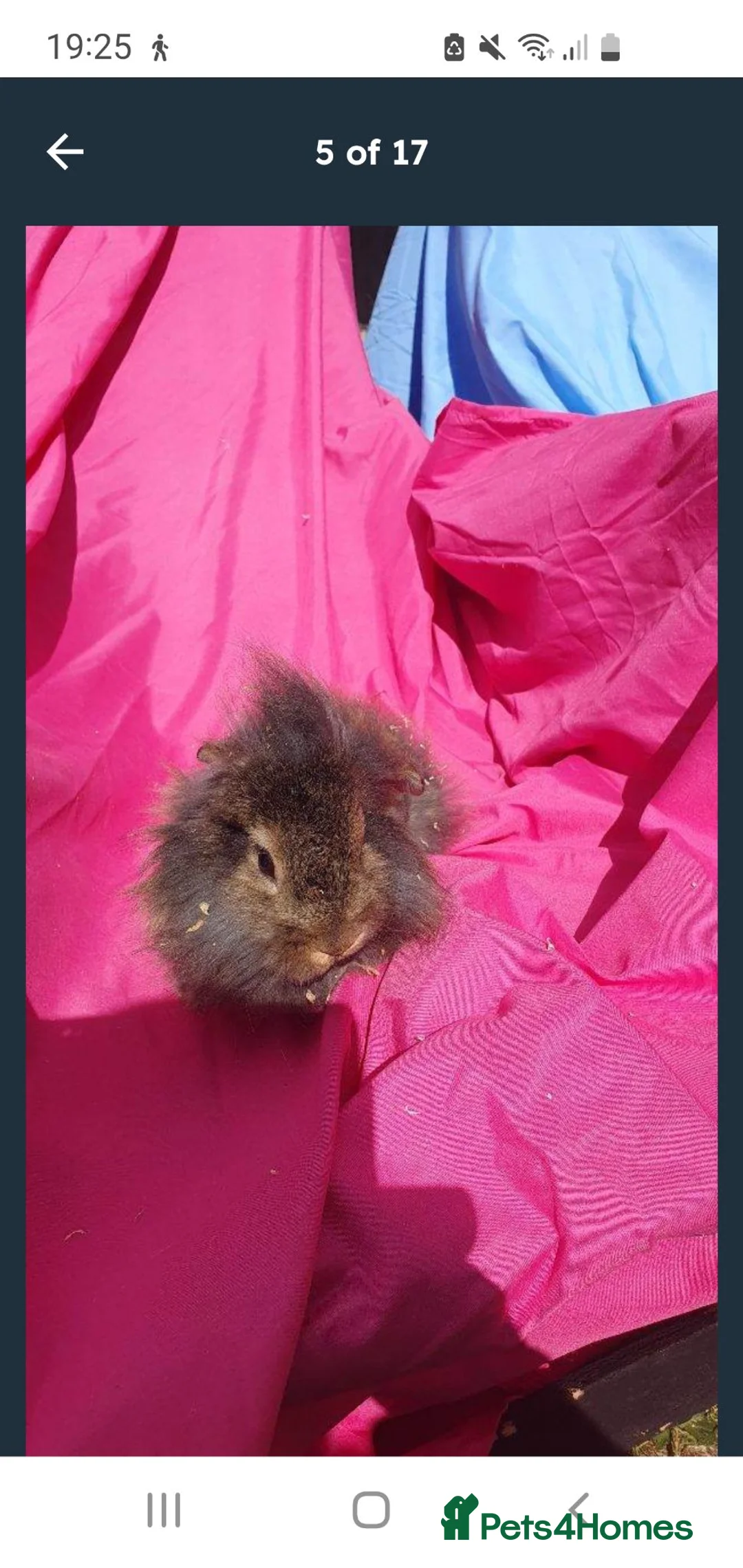 Lionhead rabbits for sale: Mini lop lionhead  - Advert 4