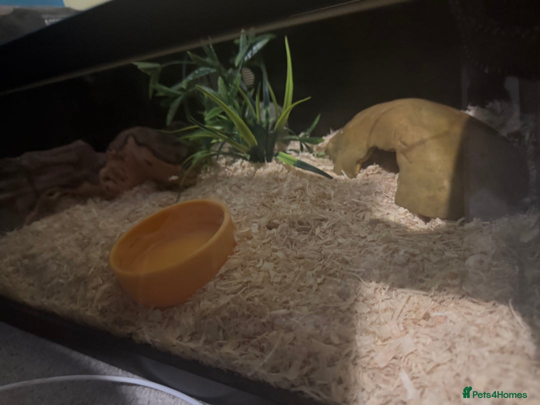 Corn Snake reptiles for sale: Male snow corn snake  - Advert 3