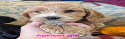 Cockapoo dogs for sale: Licensed breeder, health tested F1 cockapoos - Advert 7