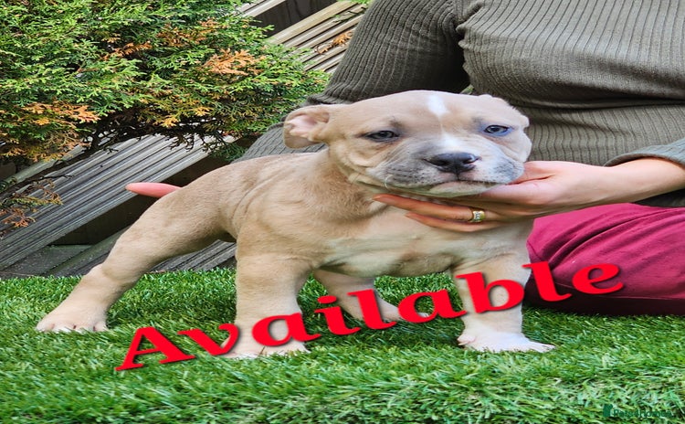 American Bully dogs - Advert 2