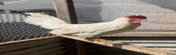 Chickens poultry for sale: Leghorn laying hens - Advert 4