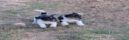 Jack Russell dogs for sale: Jack Russell Puppies for Sale - Advert 26