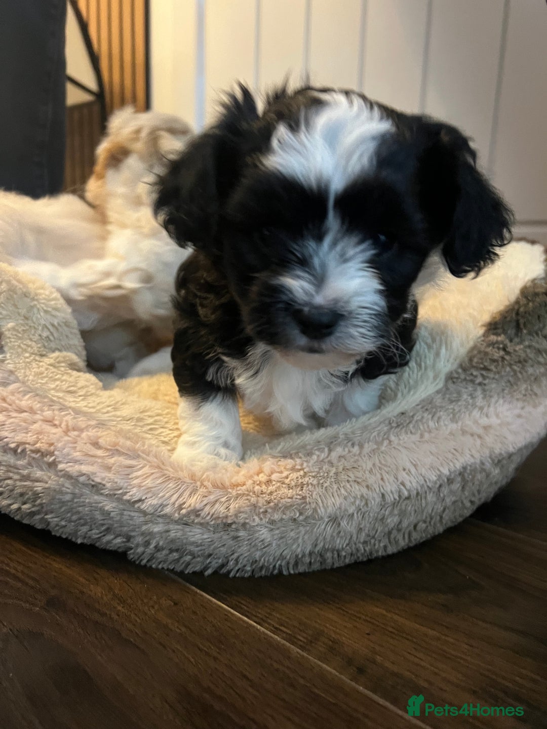 Mixed Breed dogs for sale: Havapoo/Chorkie mix - Advert 3