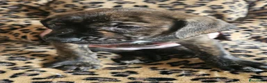 Mixed Breed Puppy 7