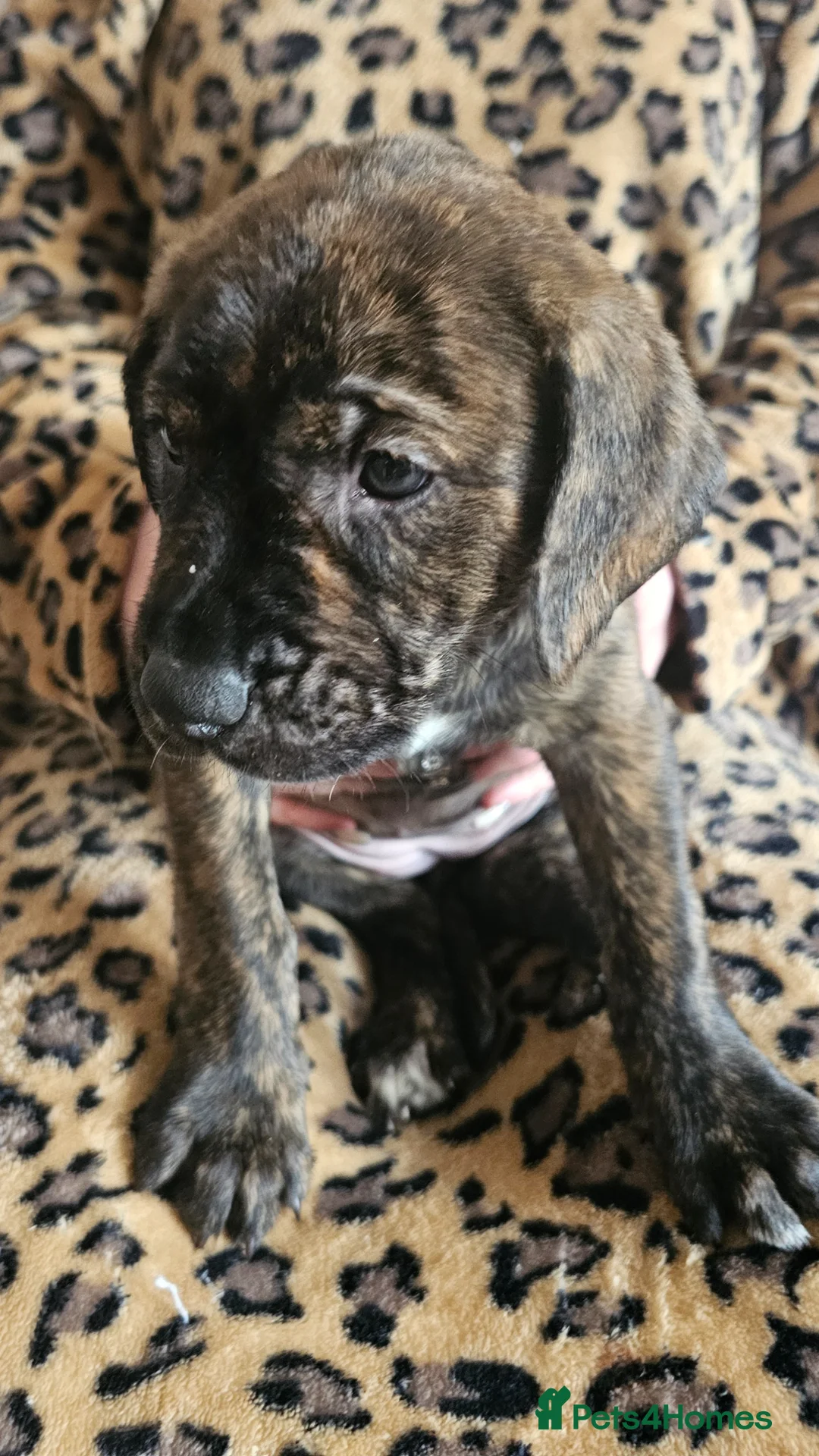 Mixed Breed dogs for sale: Bullmastiff cross puppies - Advert 19