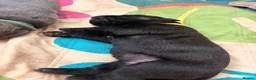 Cane Corso dogs for sale: Cane corso puppies for sale - Advert 9