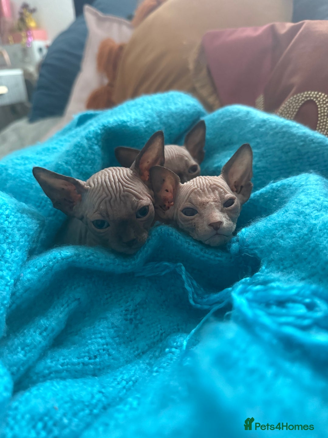 Sphynx cats for sale: Amazing kitten looking for family  - Image 1