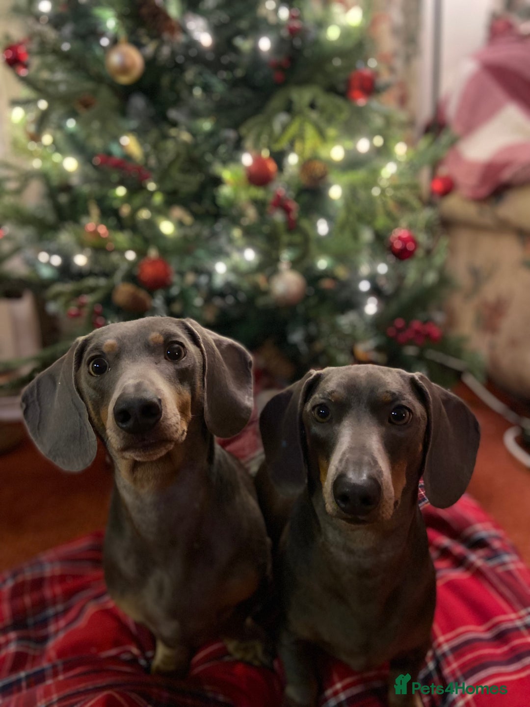 Dachshund dogs for sale: Sonic and Knuckles  - Advert 1