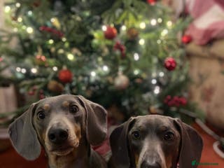 Dachshund dogs Sonic and Knuckles - Advert 5