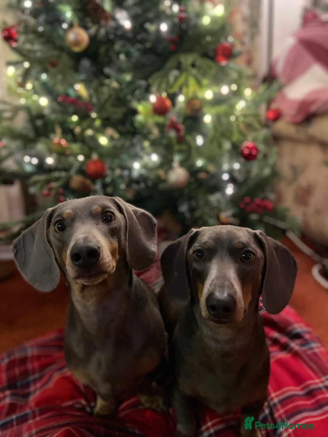 Dachshund dogs for sale: Sonic and Knuckles  - Advert 1