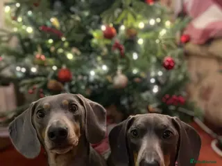 Dachshund dogs Sonic and Knuckles - Advert 7