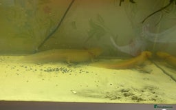 Axolotl reptiles for sale: Breeding pair of Axolotls  - Image 6