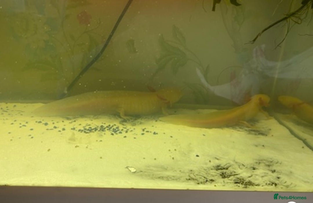 Axolotl reptiles for sale: Breeding pair of Axolotls  - Image 6