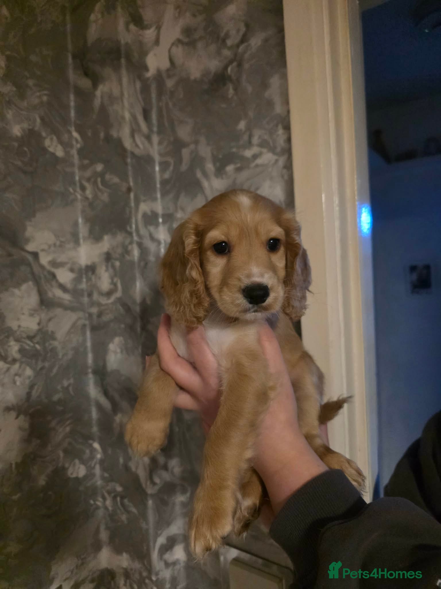 Cockapoo dogs Cockapoo - Advert 5