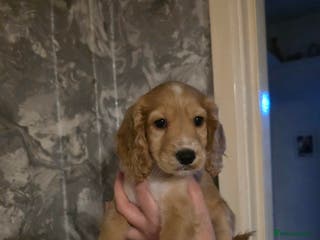 Cockapoo dogs Cockapoo - Advert 1