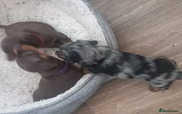 Miniature Dachshund dogs for sale: Miniature dachshund  - Image 12