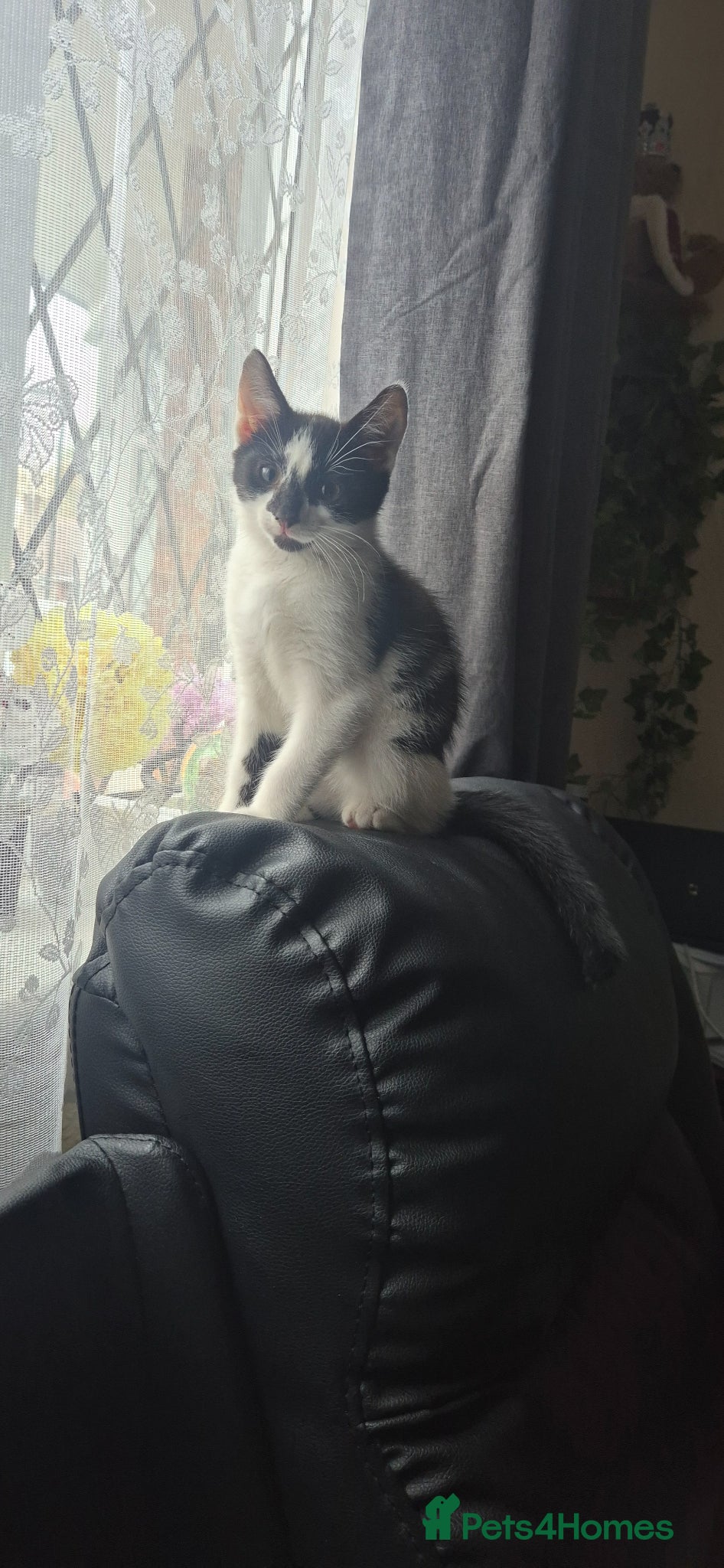 Mixed Breed cats Gorgeous kittens - Advert 1