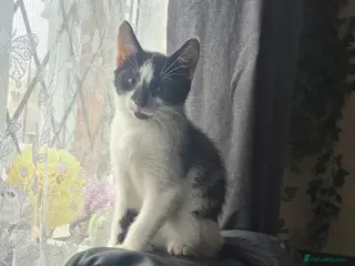 Mixed Breed cats Gorgeous kittens - Advert 1