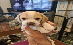 Beagle dogs for sale: Loyal Beagle Puppies Leaving Soon. - Image 2