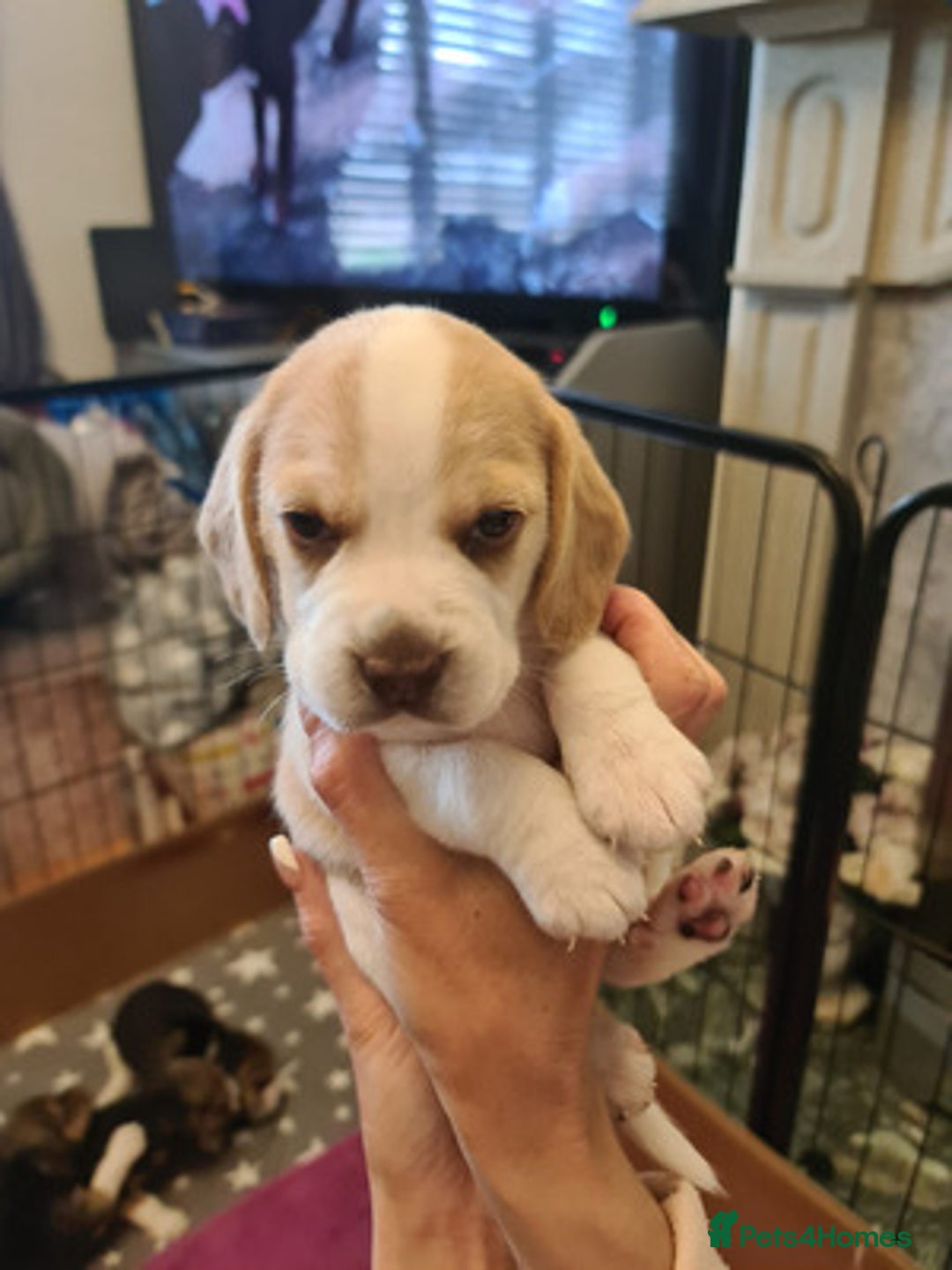 Beagle dogs for sale: Loyal Beagle Puppies Leaving Soon. - Image 2