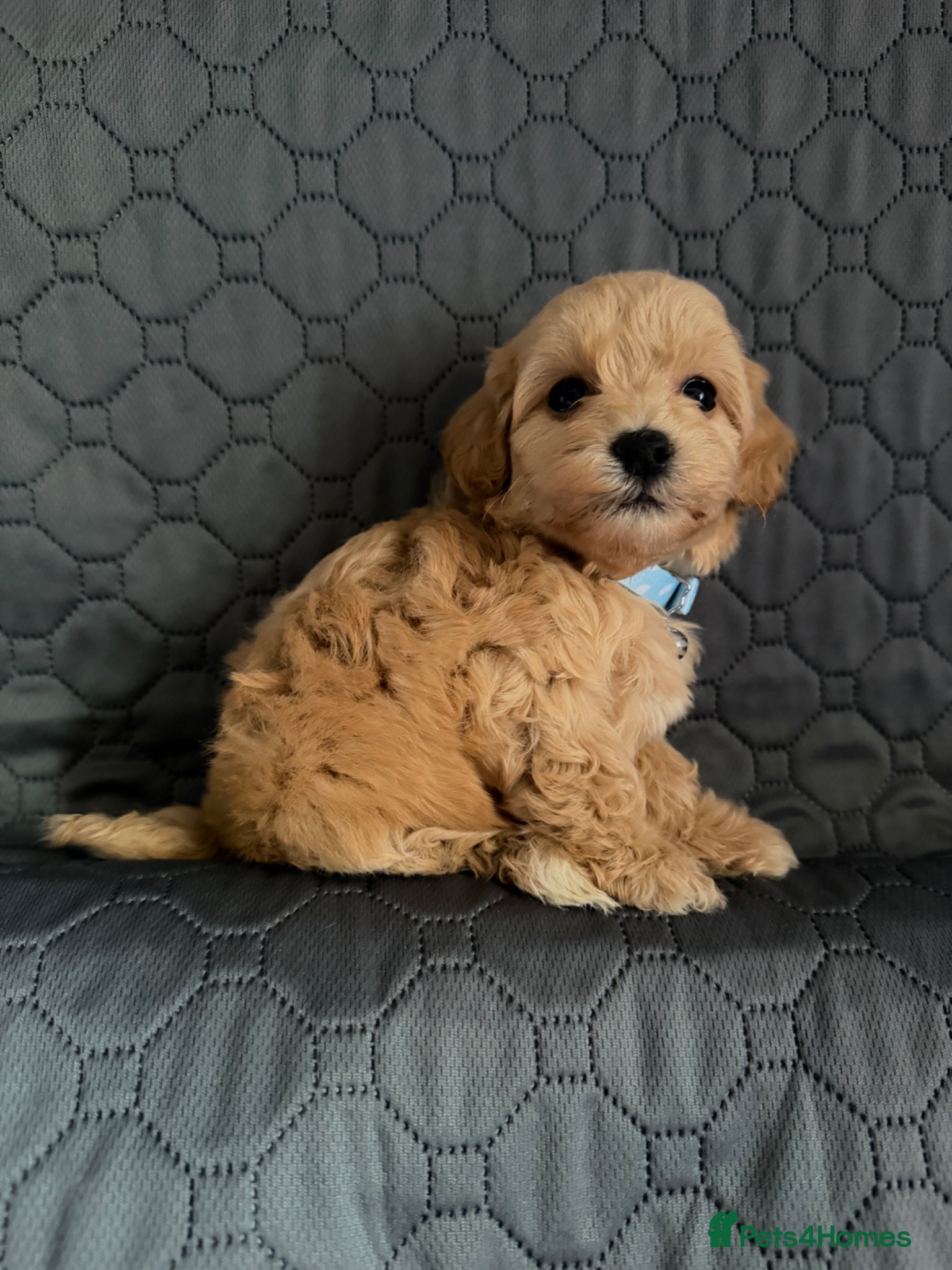 Maltipoo dogs 7 Beautiful Maltipoo Pups  - Advert 2