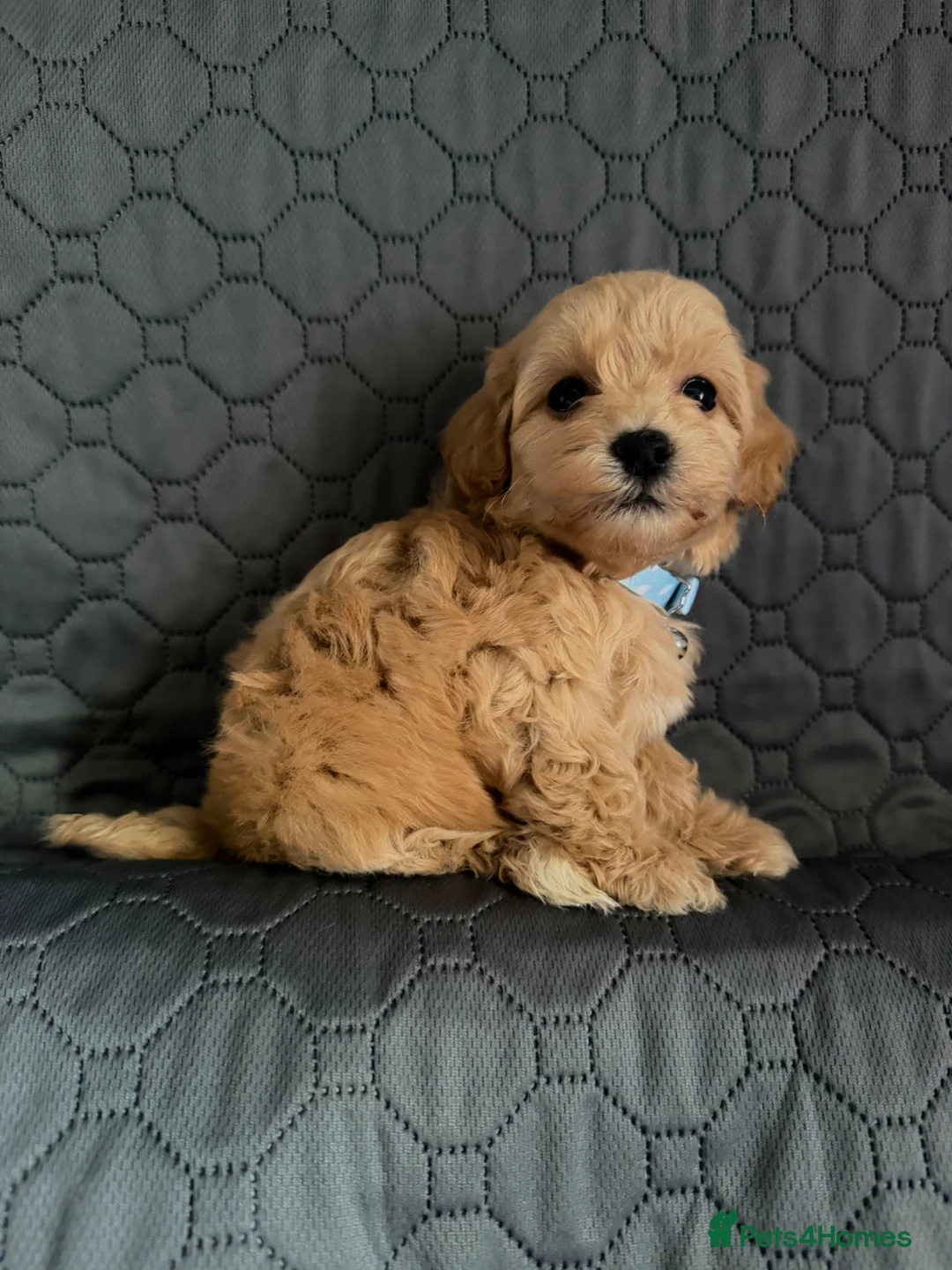 Maltipoo dogs for sale: 7 Beautiful Maltipoo Pups  - Advert 2