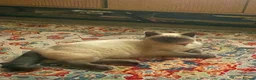 Ragdoll cats for sale: Siena  - Advert 7