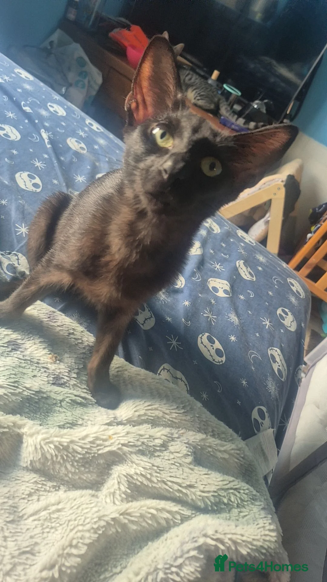 Mixed Breed cats for sale: Meet mertal and dobby in Rossendale - Advert 5