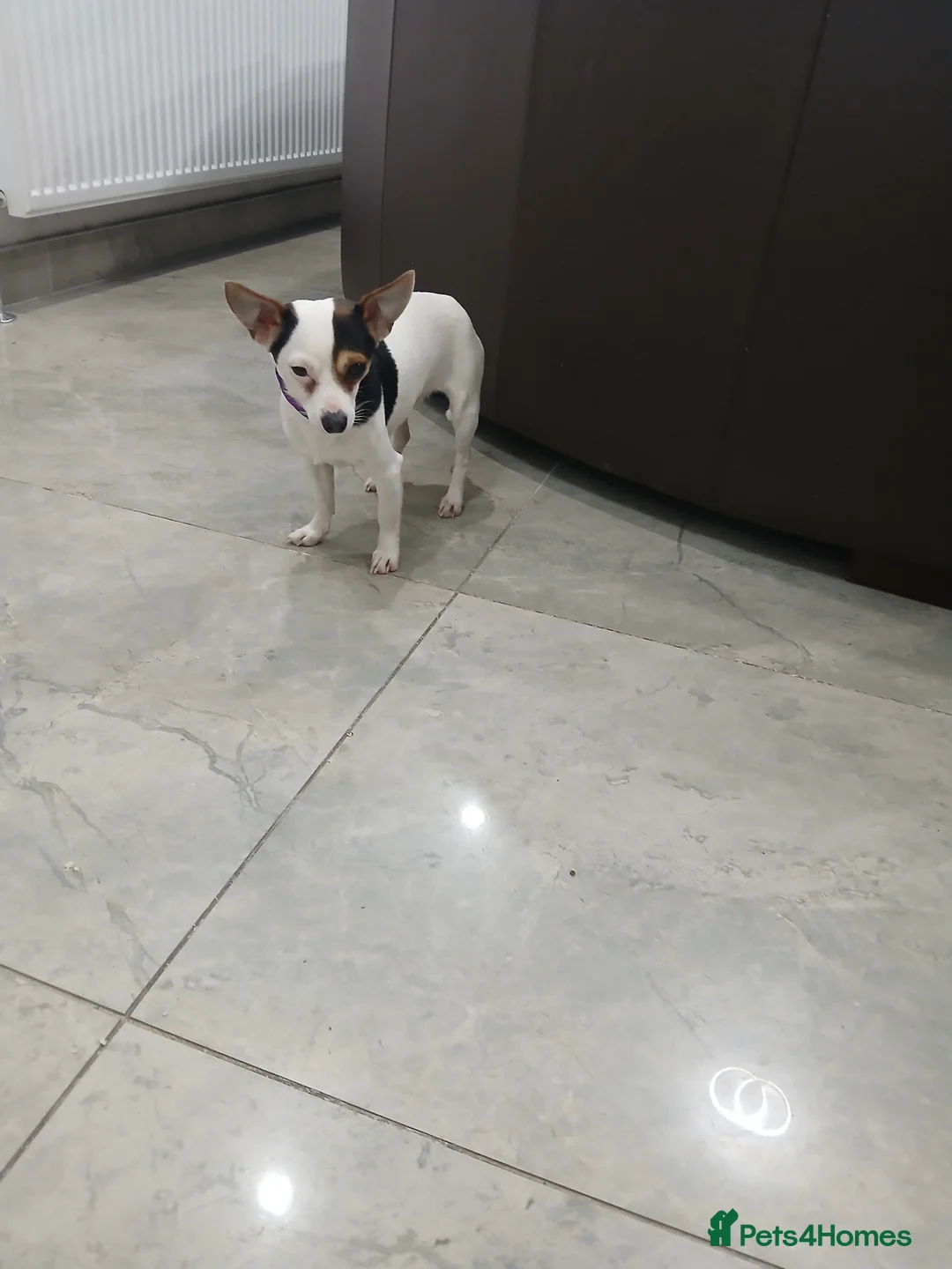 Chihuahua dogs for sale: Chihuahua short coat male Tiny needs new home - Advert 4