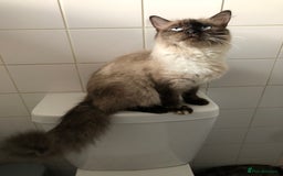 British Shorthair cats for sale: 3 gorgeous babies remaining 2 boys 1 girl 😻 - Image 3