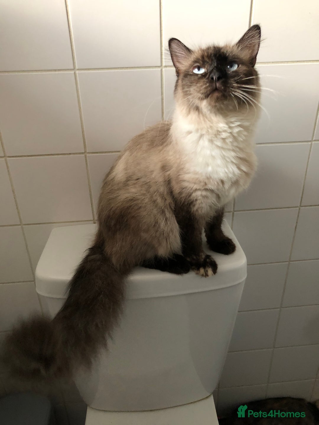 British Shorthair cats for sale: 3 gorgeous babies remaining 2 boys 1 girl 😻 - Image 3