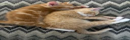 Mixed Breed cats for sale: Gorgeous Domestic Shorthair Cross Kittens - Advert 5