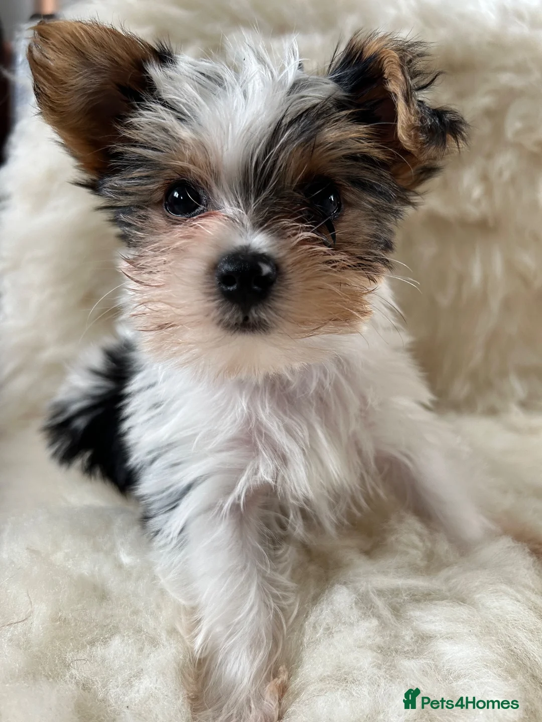 Biewer Terrier dogs for sale: Biewer terrier puppy  - Advert 1